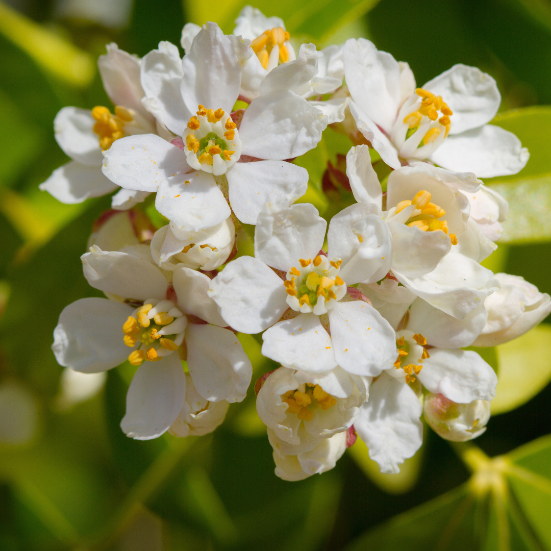 Mexican Orange Blossom