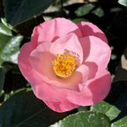 羽衣山茶花 Magnoliaeflora Camellia