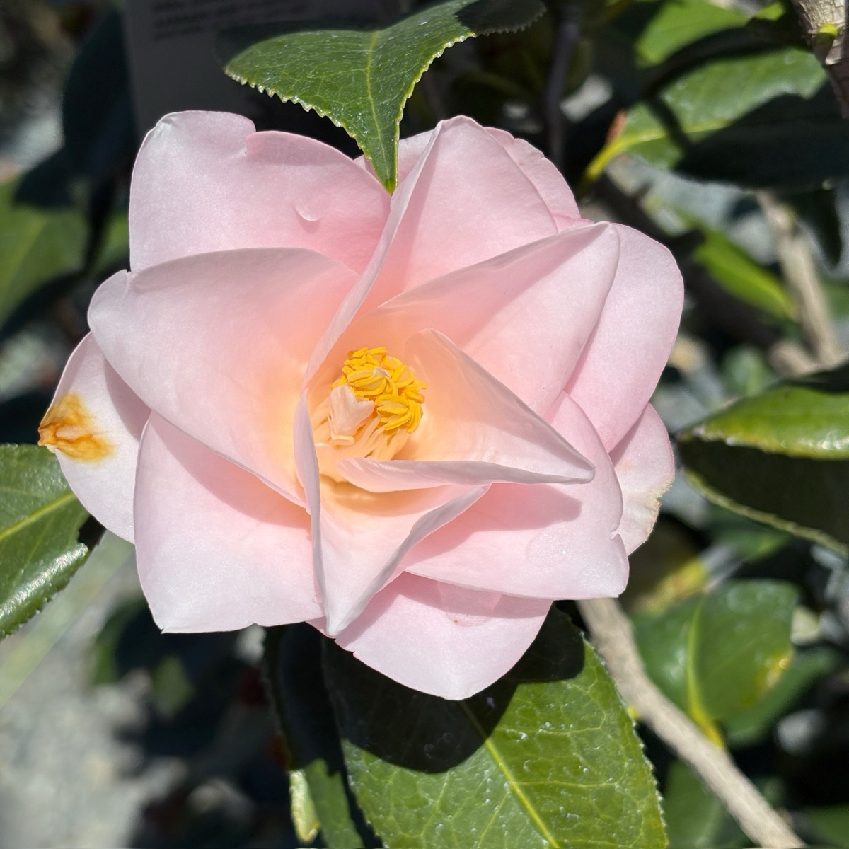 羽衣山茶花 Magnoliaeflora Camellia
