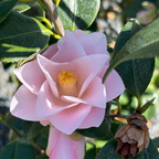 羽衣山茶花 Magnoliaeflora Camellia