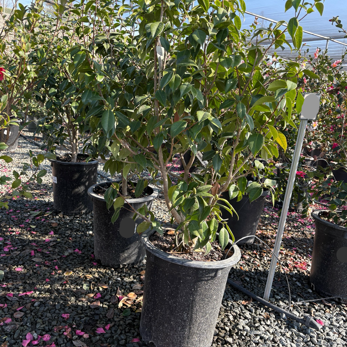 羽衣山茶花 Magnoliaeflora Camellia