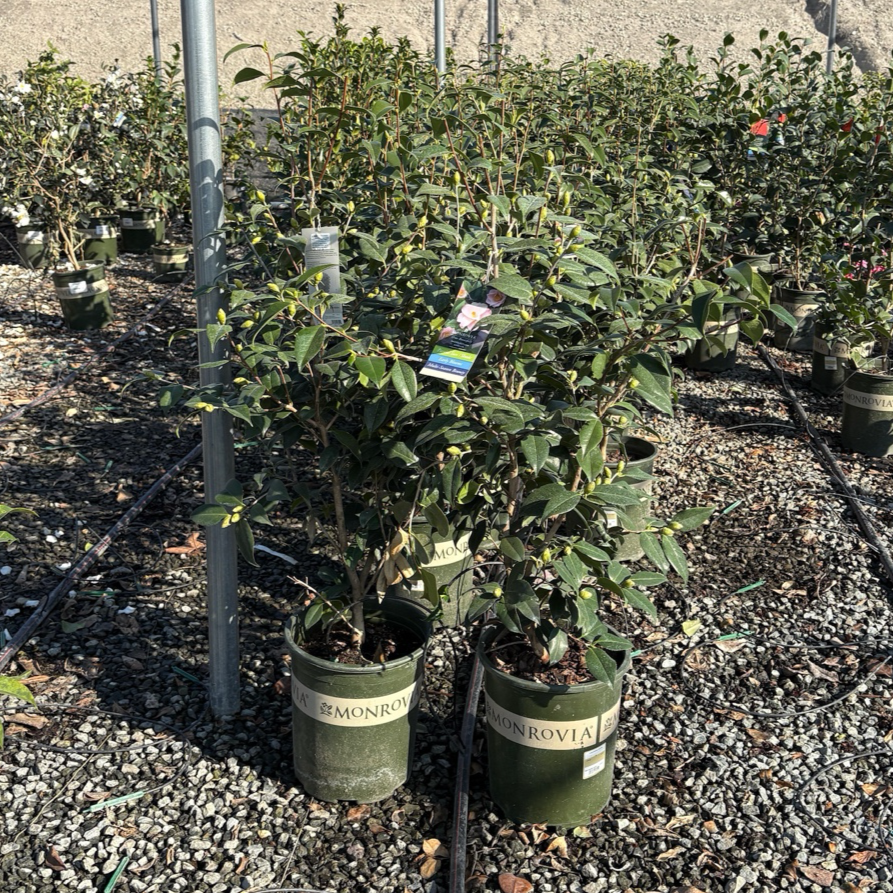 羽衣山茶花 Magnoliaeflora Camellia