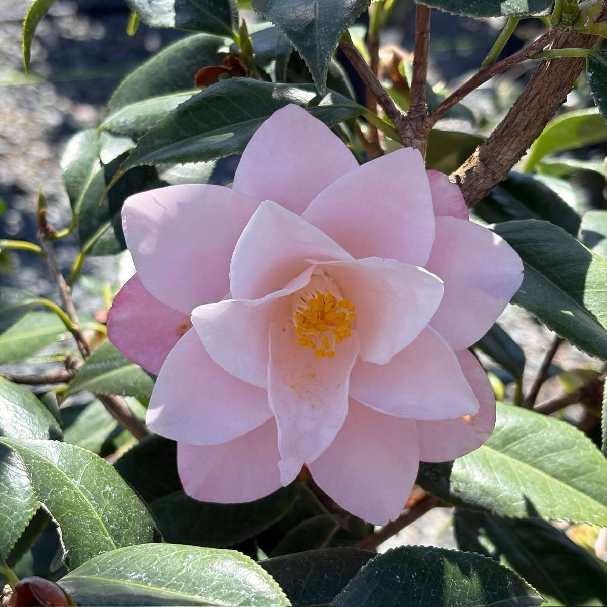 羽衣山茶花 Magnoliaeflora Camellia