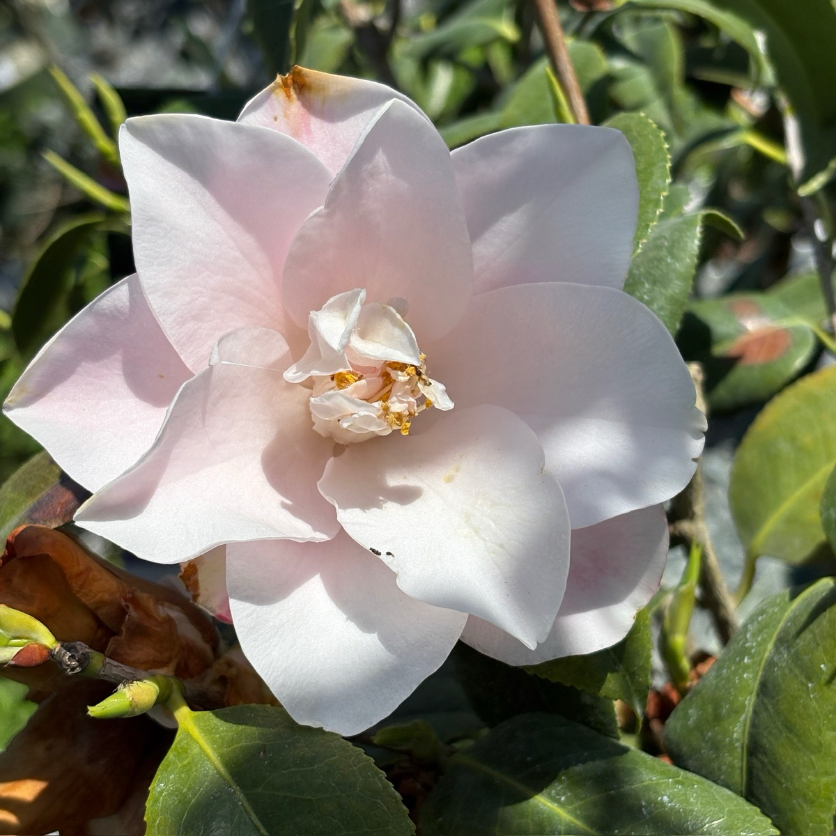 羽衣山茶花 Magnoliaeflora Camellia