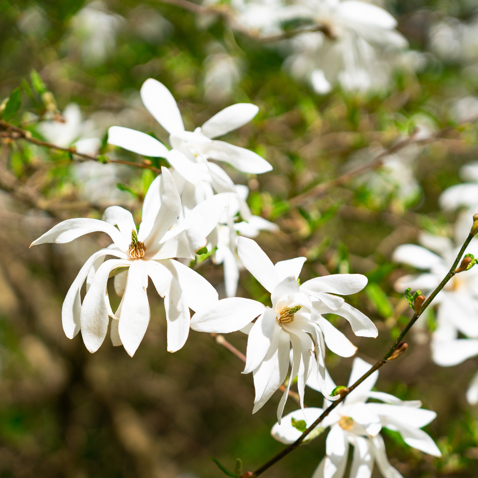 Royal Star Magnolia