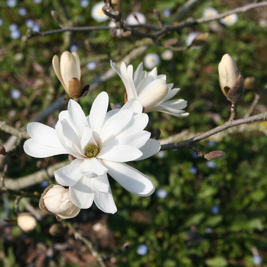 星花玉兰