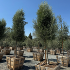 橄榄 Majestic Beauty Olive