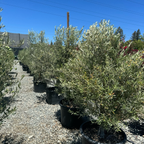 橄榄 Majestic Beauty Olive