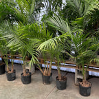 王者椰 Majesty Palm