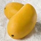 芒果树-马尼拉芒 Manila Mango