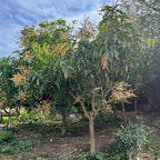 芒果树-马尼拉芒 Manila Mango