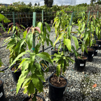 芒果树-马尼拉芒 Manila Mango