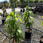 芒果树-马尼拉芒 Manila Mango