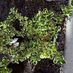 镜面木 Marble Queen Mirror Plant