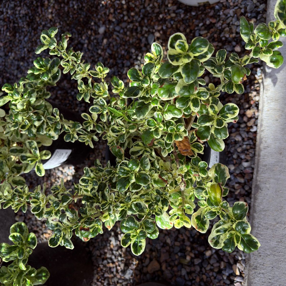 镜面木 Marble Queen Mirror Plant
