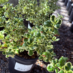 镜面木 Marble Queen Mirror Plant