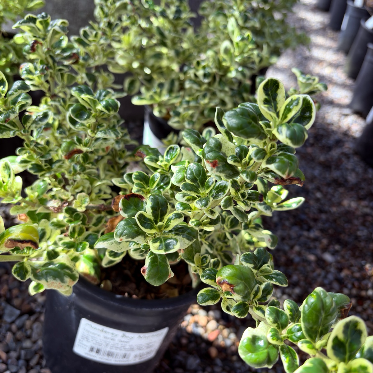 镜面木 Marble Queen Mirror Plant