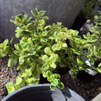 镜面木 Marble Queen Mirror Plant