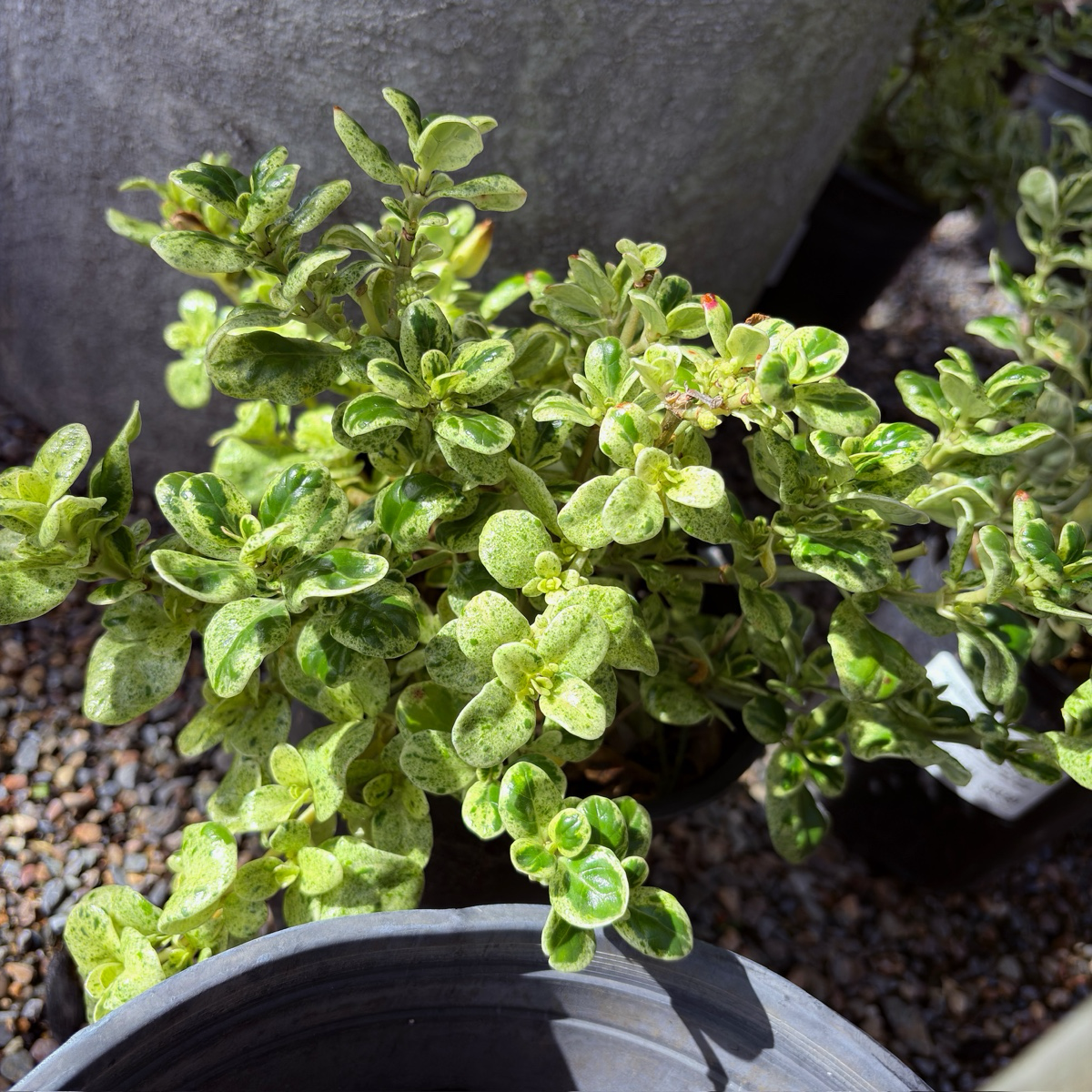 镜面木 Marble Queen Mirror Plant