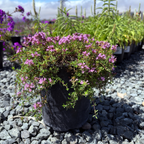 百里香 Mauve Creeping Thyme