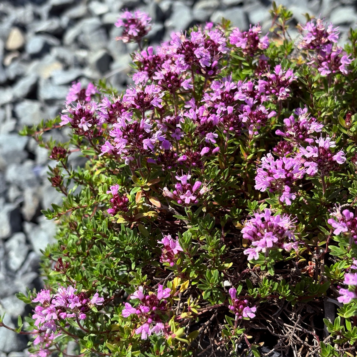 百里香 Mauve Creeping Thyme