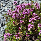 百里香 Mauve Creeping Thyme
