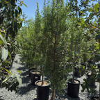 绿雨美登木 Maytenus boaria 'Green Showers'