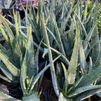 芦荟 Medicinal Aloe