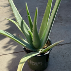 芦荟 Medicinal Aloe
