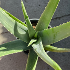芦荟 Medicinal Aloe