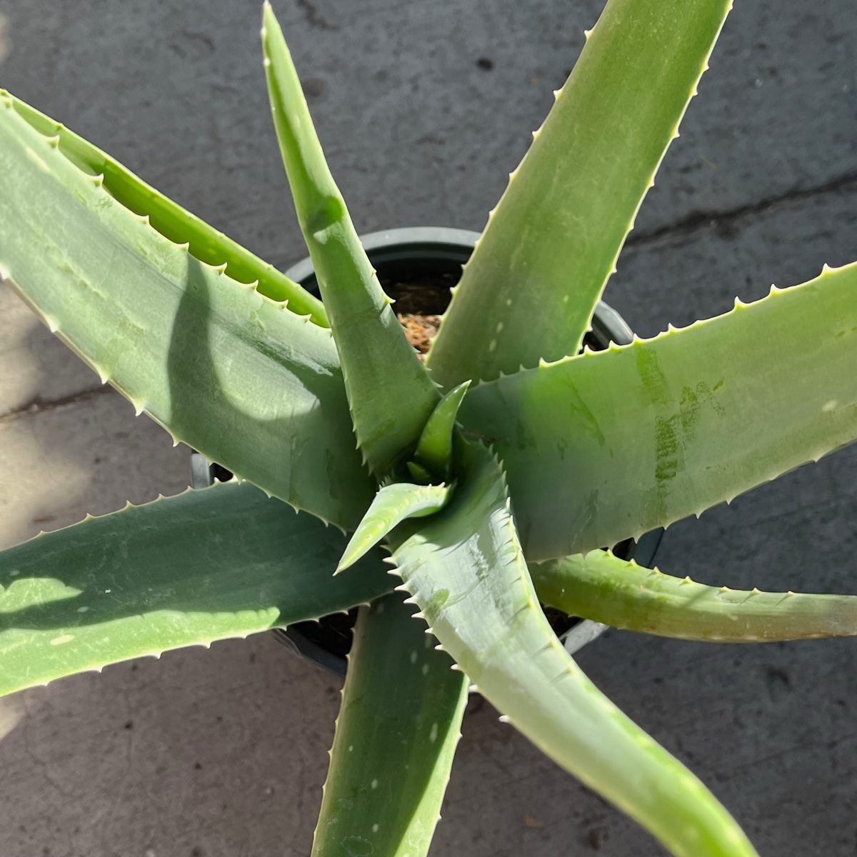 芦荟 Medicinal Aloe