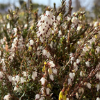 达利欧石南 Mediterranean White Heath