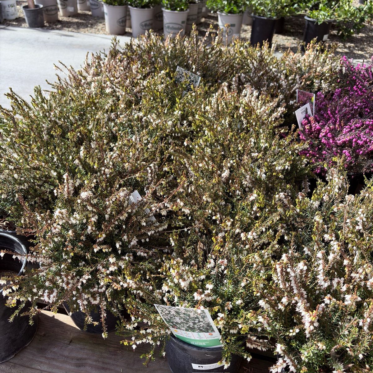 达利欧石南 Mediterranean White Heath