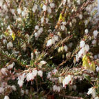 达利欧石南 Mediterranean White Heath