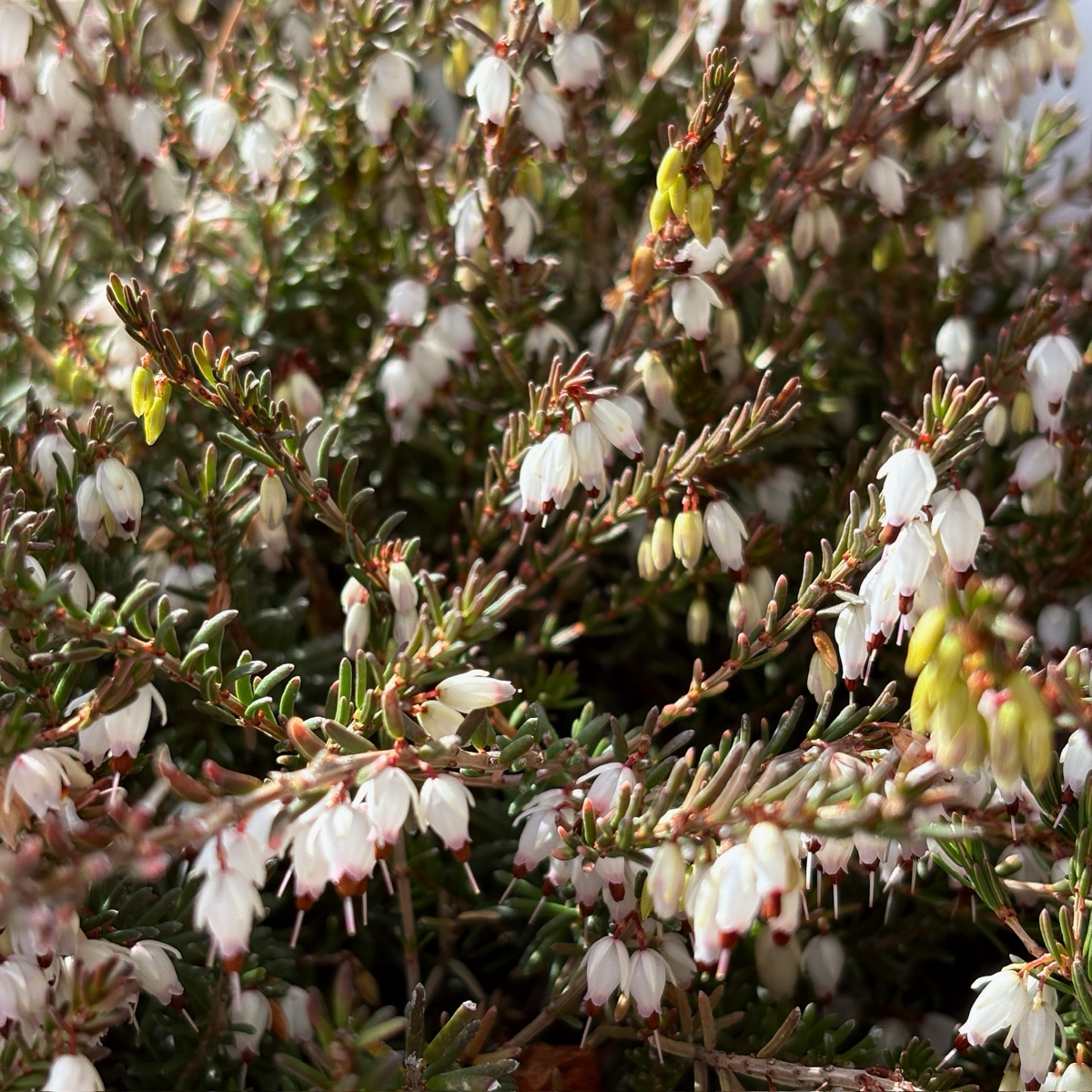 达利欧石南 Mediterranean White Heath