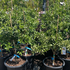 美华金桔 Meiwa Sweet Kumquat