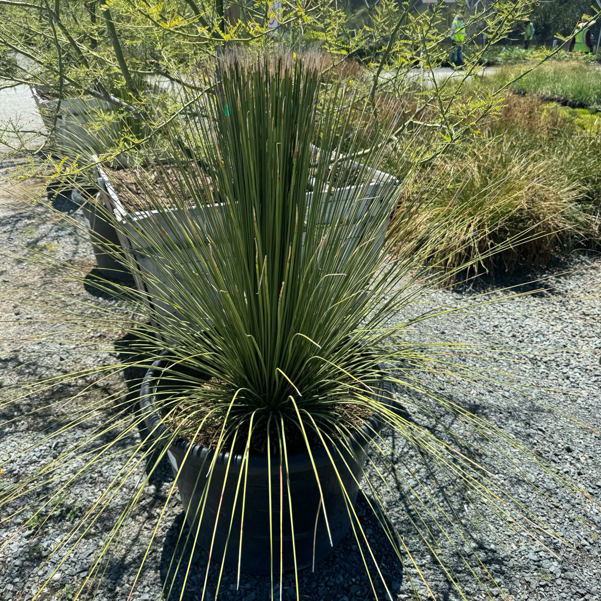 丝兰树 Mexican Grass Tree