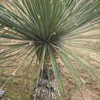 丝兰树 Mexican Grass Tree