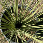 丝兰树 Mexican Grass Tree