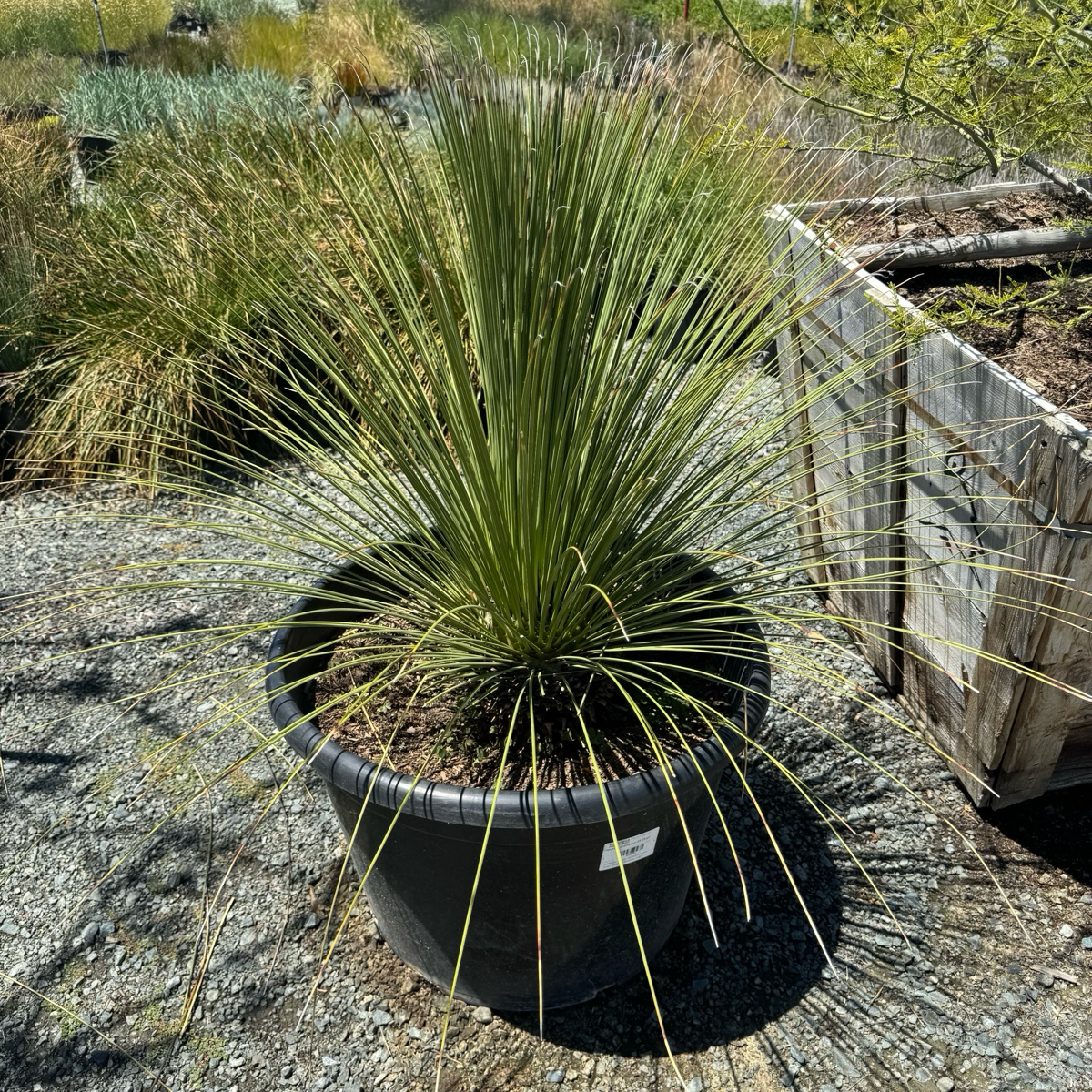 丝兰树 Mexican Grass Tree