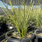 丝兰树 Mexican Grass Tree