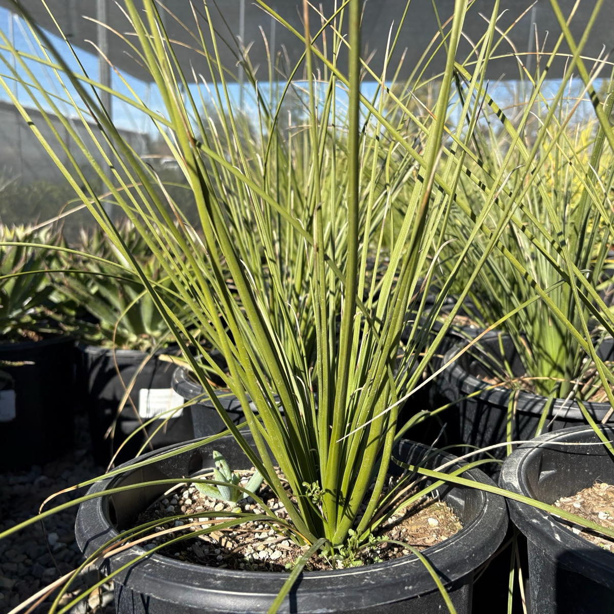 丝兰树 Mexican Grass Tree