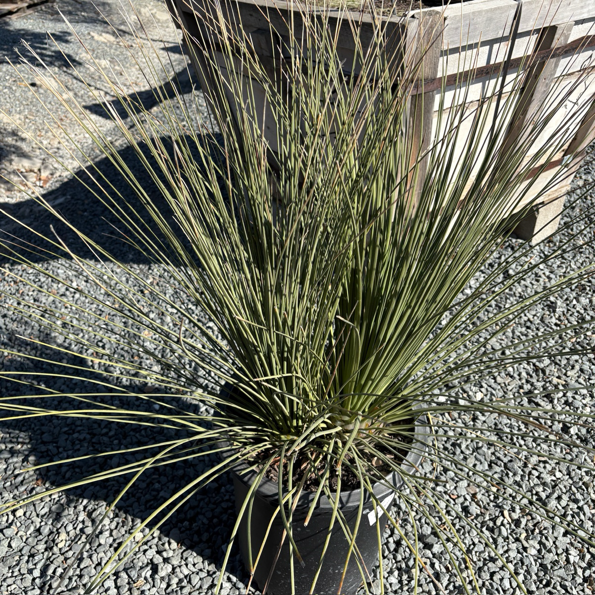 丝兰树 Mexican Grass Tree