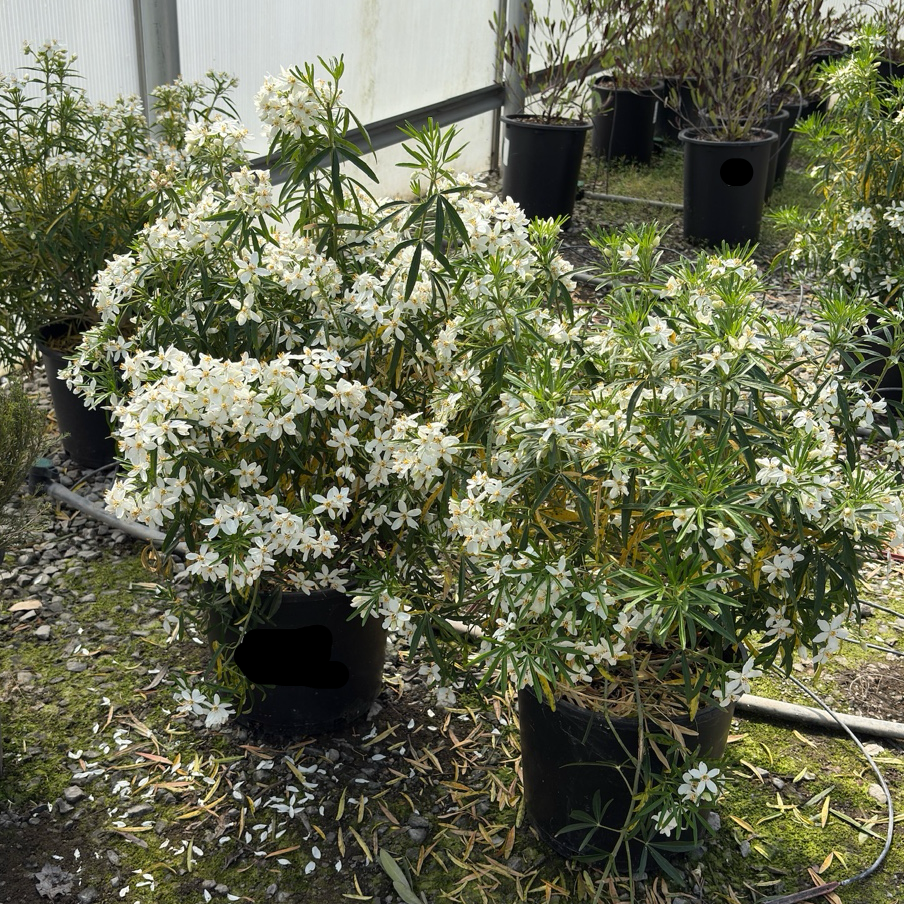 墨西哥橘花 Mexican Orange Blossom