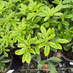 墨西哥橘花 Mexican Orange Blossom