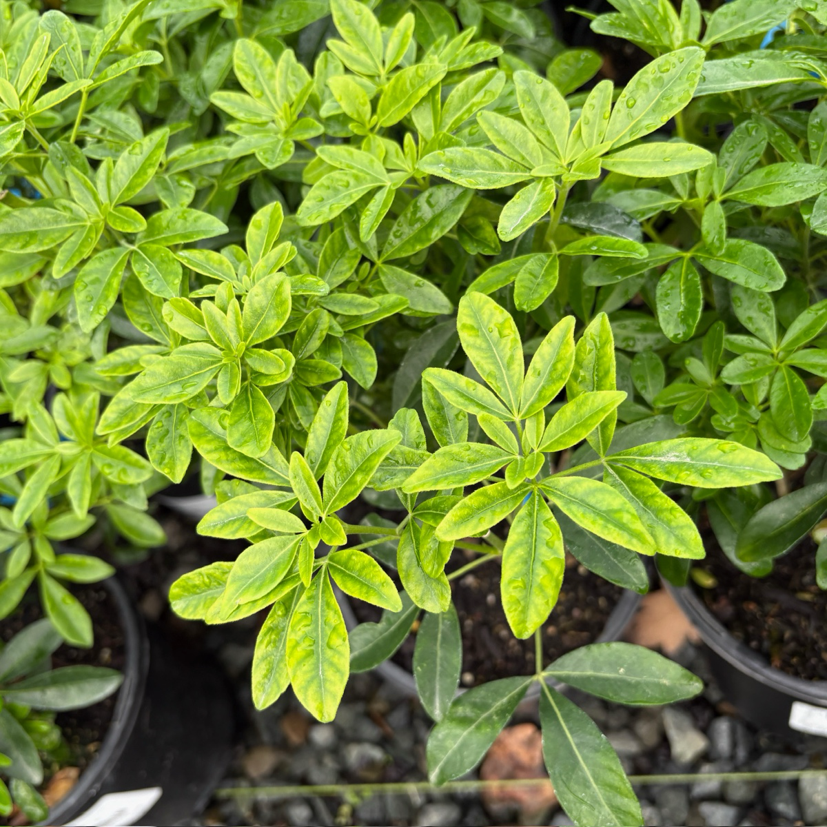 墨西哥橘花 Mexican Orange Blossom