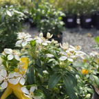 墨西哥橘花 Mexican Orange Blossom