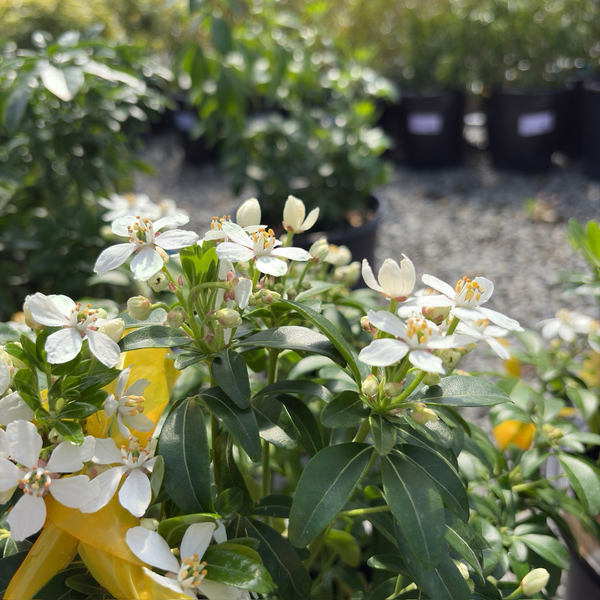 墨西哥橘花 Mexican Orange Blossom