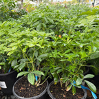 墨西哥橘花 Mexican Orange Blossom