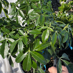 墨西哥橘花 Mexican Orange Blossom